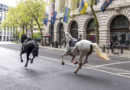 Military horses run loose in central London, injuring 4 people and causing havoc – WSB Radio