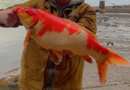 Reel surprise: Woman catches 30-pound koi fish in Texas lake – MyWabashValley.com