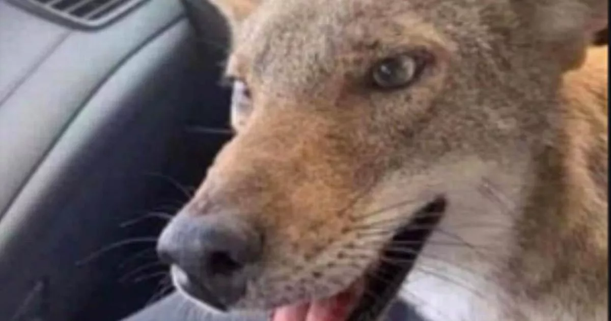 Woman who saved 'angry dog' from road warned it's a fox – but it's actually neither – The Mirror