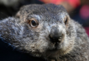 Punxsutawney Phil Reveals The Names Of His Two Babies – HuffPost