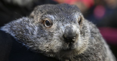 Punxsutawney Phil's babies are named Shadow and Sunny. Just don't call them the heirs apparent – WJXT News4JAX