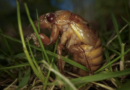 Cicadas are nature's weirdos. They pee stronger than us and an STD can turn them into zombies – KSAT San Antonio