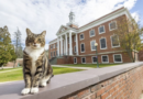 A college puts the 'cat' into 'education' by giving Max an honorary 'doctor of litter-ature' degree – KSAT San Antonio