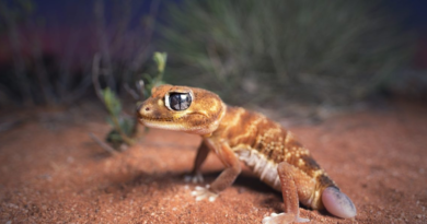 Tiny, light-brown lizard sparks massive clash between environmentalists and oil giants