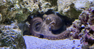 A 9-year-old boy's dream of a pet octopus is a sensation as thousands follow Terrance's story online – KSAT San Antonio