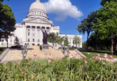 Up in smoke: Workers remove dozens of apparent marijuana plants from Wisconsin Capitol tulip garden – WJXT News4JAX