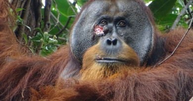 A wild orangutan used a medicinal plant to treat a wound, scientists say – WRIC ABC 8News
