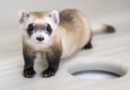 Cloning makes three: Two more endangered ferrets are gene copies of critter frozen in 1980s – WKMG News 6 & ClickOrlando
