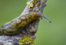Man spots 'absolute unit' of a slug after night out and is told to 'burn house down' – Express