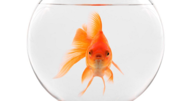 Baffled Brit mysteriously finds live goldfish in garden – despite not being near water – The Mirror