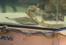 A pregnant stingray with no male companion now has a 'reproductive disease,' aquarium says – WJXT News4JAX