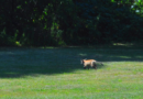 Weird News: Was That a Fox? | Huntington – Huntington, NY Patch