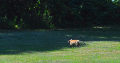 Weird News: Was That a Fox? | Huntington – Huntington, NY Patch