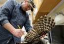 U.S. officials enlist trained shooters to kill 450,000 barred owls—all in the name of saving their cousins from extinction