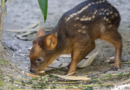 Tiny South American deer debuts at New York City zoo – WGAU