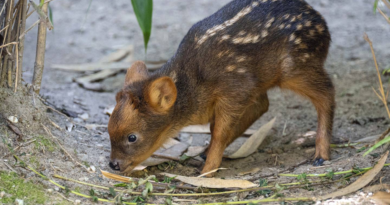 Tiny South American deer debuts at New York City zoo – WGAU