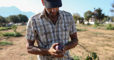 Growing mangoes in Greece is the latest bizarre climate change experiment as droughts become the norm