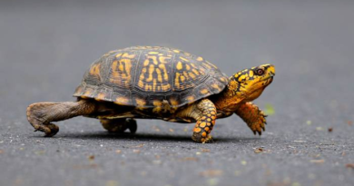 Woman pleads guilty to trying to smuggle 29 turtles across a Vermont lake into Canada by kayak – WJXT News4JAX