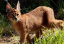 Wild cat native to Africa and Asia captured in Chicago suburb – Dunya News