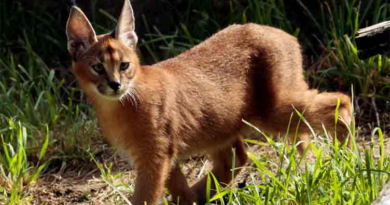 Wild cat native to Africa and Asia captured in Chicago suburb – Dunya News