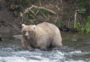 The chunkiest of chunks face off in Alaska's Fat Bear Week – WSLS 10