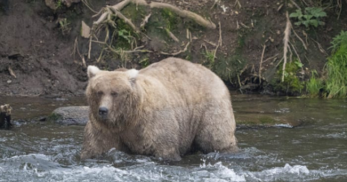 The chunkiest of chunks face off in Alaska's Fat Bear Week – WSLS 10