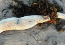 Ghastly sea creature found ashore likened to Loch Ness monster species – Metro.co.uk