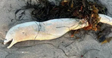 Terrifying sea creature washes up on beach sparking Loch Ness Monster comparison – Express