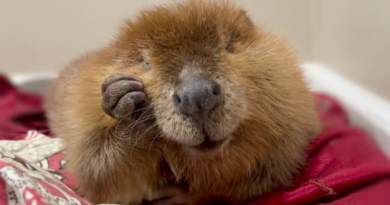 Nibi the 'diva' beaver to stay at rescue center, Massachusetts governor decides – KPRC Click2Houston