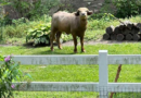 Former owner of water buffalo that roamed Iowa suburb for days pleads guilty – WJXT News4JAX