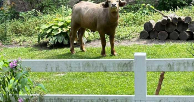 Former owner of water buffalo that roamed Iowa suburb for days pleads guilty – WJXT News4JAX