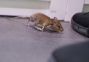 You're luring mice into your home without even realising – how to keep them out – The Mirror