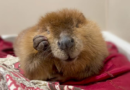 Nibi the 'diva' beaver to stay at rescue center, Massachusetts governor decides – WPLG Local 10