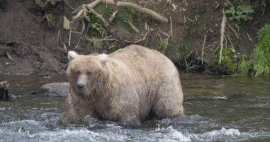 Grazer beats the behemoth that killed her cub to win Alaska's Fat Bear Contest – WDBO