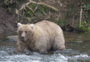 Alaska’s Fat Bear Contest winner finishes ahead of the bear that killed her cub – WDBO