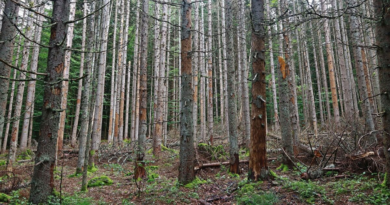 Brit looking for mushrooms in woods makes 'terrifying' discovery – Express