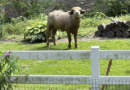 An injured and angry water buffalo is on the loose in Iowa – WSLS 10