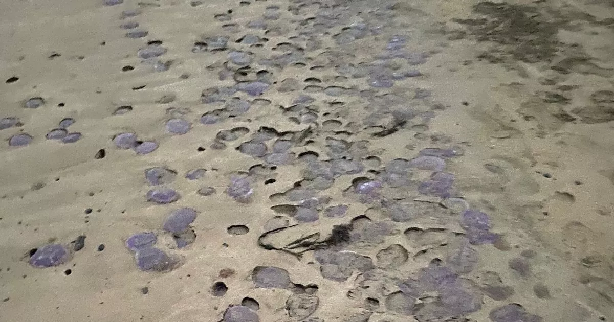 Watch: Bizarre scenes on Cork coast as November's rare jellyfish 'invasion' continues – Cork Beo