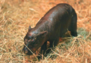 2 adorable pygmy hippos pitted against each other in cuteness contest – WSLS 10