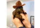 Instagram-famous squirrel named Peanut seized by New York state authorities – KSAT San Antonio