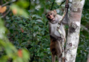 Only 8 monkeys remain free after more than a week outside a South Carolina compound – WSLS 10