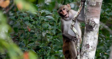 Only 8 monkeys remain free after more than a week outside a South Carolina compound – WSLS 10