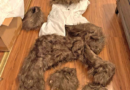 Insurers say bear that damaged luxury cars was actually a person in a costume – KSAT San Antonio