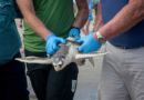 A wayward sea turtle wound up in the Netherlands. A rescue brought it thousands of miles back home – KPRC Click2Houston