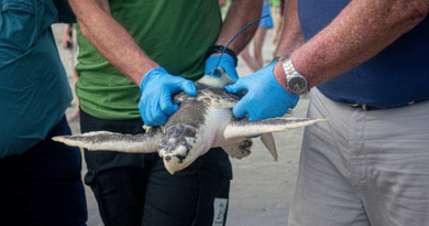 A wayward sea turtle wound up in the Netherlands. A rescue brought it thousands of miles back home – KPRC Click2Houston