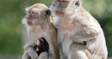 43 monkeys escape from a South Carolina medical lab. Police say there is no serious danger – WJXT News4JAX