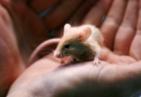 Man Surrenders Nearly 1,000 Rodents To New Hampshire Shelter – HuffPost