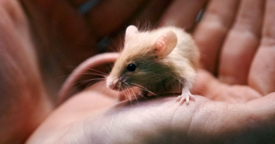 Man Surrenders Nearly 1,000 Rodents To New Hampshire Shelter – HuffPost