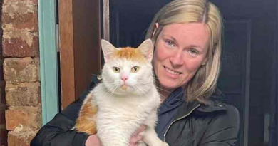 When a missing cat found in another city – 300 miles away from her home – Dunya News