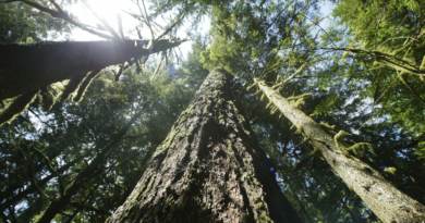 A proposal for more logging to curb wildfires could boost timber harvests by more than 200%